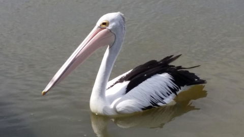 PS Federal Retreat Paddle Steamer Goolwa - Palm Beach Accommodation 32