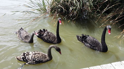 PS Federal Retreat Paddle Steamer Goolwa - Palm Beach Accommodation 33