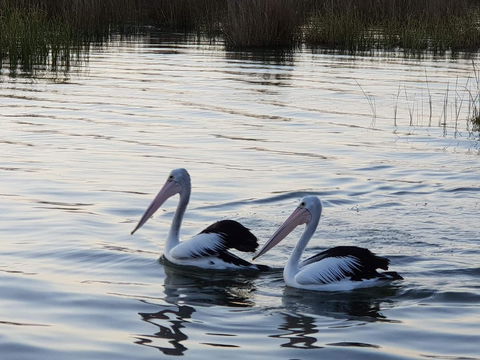 PS Federal Retreat Paddle Steamer Goolwa - Palm Beach Accommodation 3