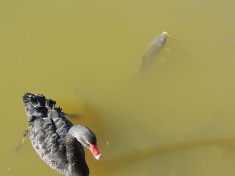 PS Federal Retreat Paddle Steamer Goolwa - Palm Beach Accommodation 12