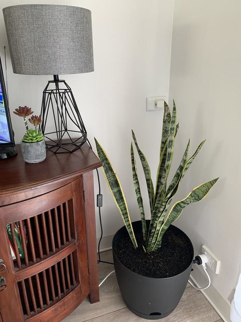 Sunshine Four - Palm Beach Accommodation 2