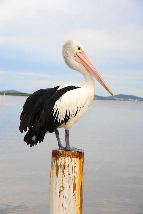 Hotel Nelson - Palm Beach Accommodation 29