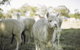 The Woods Farm Jervis Bay - thumb 12
