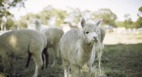 The Woods Farm Jervis Bay - Palm Beach Accommodation 12