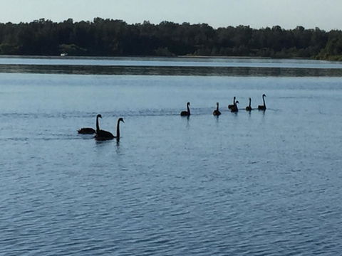 Swan Bay Hideaway - Palm Beach Accommodation 7