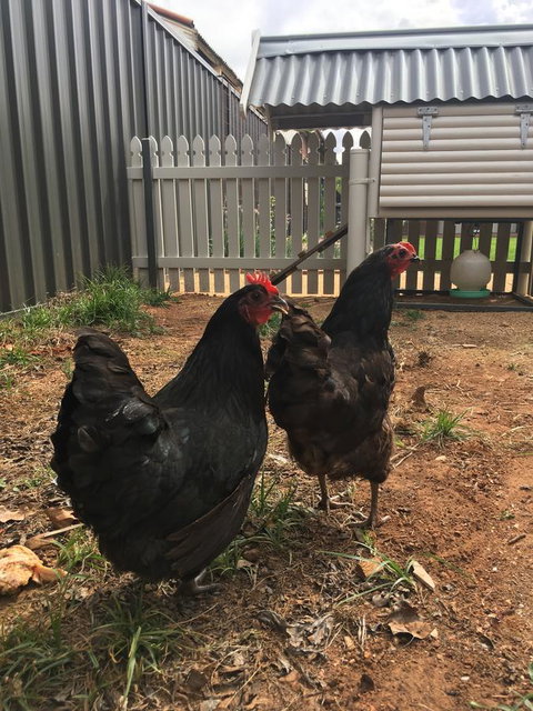 Thelma's Temora - Palm Beach Accommodation 13