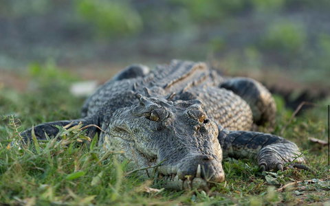 Wildman Wilderness Lodge - Palm Beach Accommodation 24