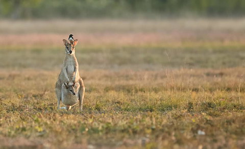 Wildman Wilderness Lodge - Palm Beach Accommodation 25