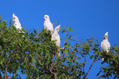 Aurora Kakadu Lodge - Palm Beach Accommodation 9