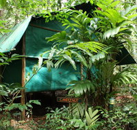 Daintree Crocodylus - Palm Beach Accommodation