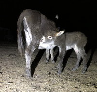Donkey Tales Farm Cottages - Palm Beach Accommodation
