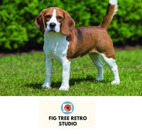 Fig Tree Retro Studio - Palm Beach Accommodation