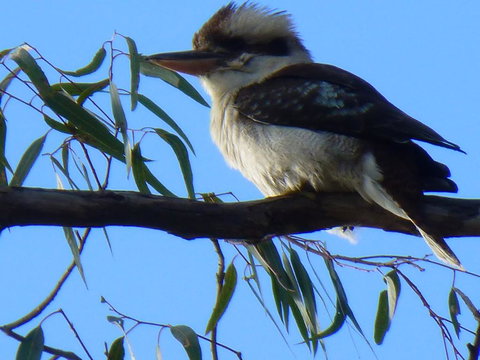 Golfers Retreat Motel - Palm Beach Accommodation 2