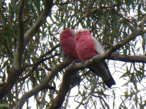 Golfers Retreat Motel - Palm Beach Accommodation 3