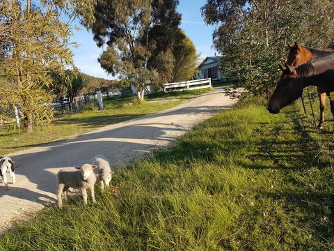 Happy Pig Farm - Palm Beach Accommodation 1