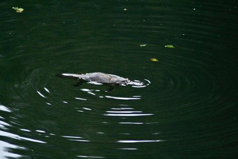 Kaalba - Palm Beach Accommodation 0