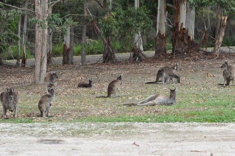 Karri Valley Chalets - Palm Beach Accommodation 1