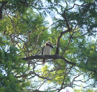 Jacaranda Hideaway Bed  Breakfast - Palm Beach Accommodation