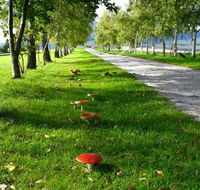 Plovers Ridge Country Retreat - Palm Beach Accommodation