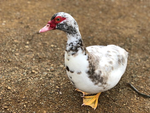 A Cottage In Richmond - Palm Beach Accommodation 19