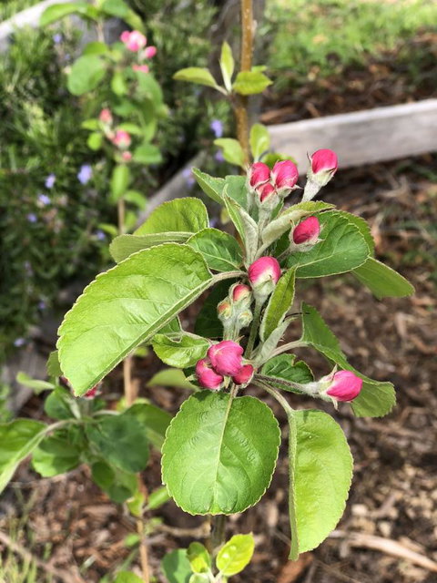 A Cottage In Richmond - Palm Beach Accommodation 18