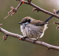 Free Spirit Pods - Palm Beach Accommodation