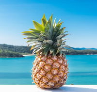 Pineapple House Whitsundays - Palm Beach Accommodation