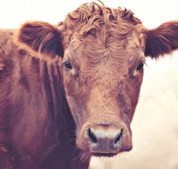 Redwing Farm Stay - Palm Beach Accommodation