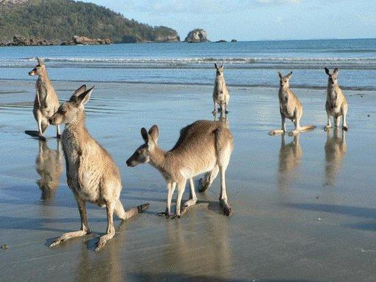 Yalboroo QLD Palm Beach Accommodation