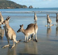 Seaforth Holiday Units - Palm Beach Accommodation