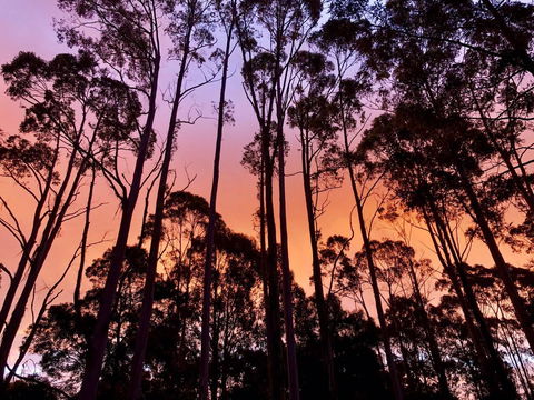 Lemonthyme Wilderness Retreat - Palm Beach Accommodation 8
