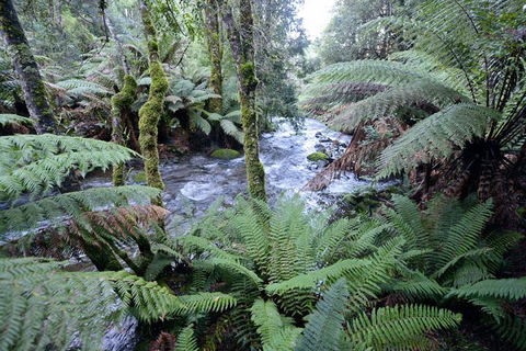 Lemonthyme Wilderness Retreat - Palm Beach Accommodation 21