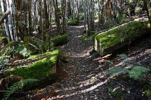 Lemonthyme Wilderness Retreat - Palm Beach Accommodation 22
