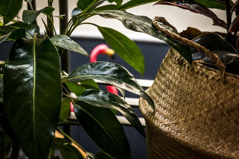 Alabama Hotel Hobart - Palm Beach Accommodation 25
