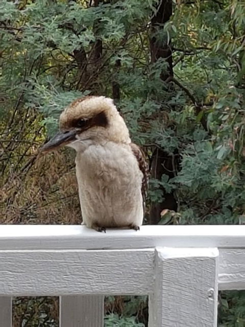 Tangenong Cottages - Palm Beach Accommodation 10