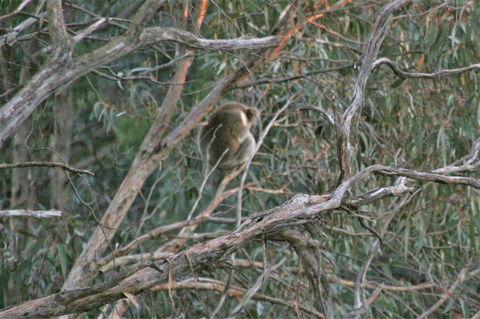 Tangenong Cottages - Palm Beach Accommodation 8