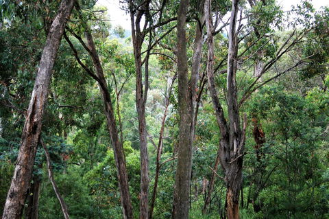 Tangenong Cottages - Palm Beach Accommodation 9