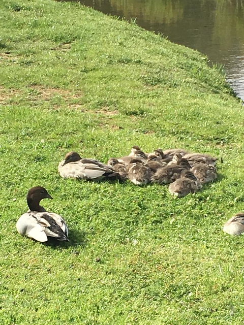 Lakeside Conti Villas - Palm Beach Accommodation 17