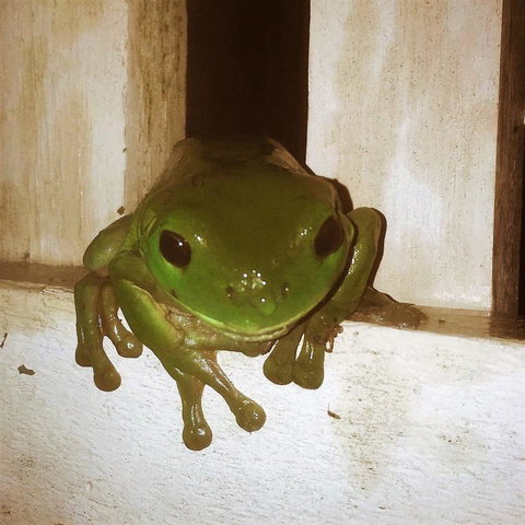 The Canungra Motel - Palm Beach Accommodation 3