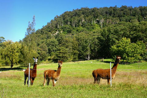 The Heavens Mountain Escape - Palm Beach Accommodation 2