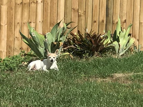 Whitsunday Luxury Homes - Palm Beach Accommodation 42