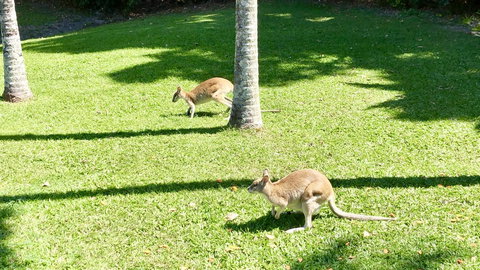 Argosy On The Beach - Palm Beach Accommodation 15