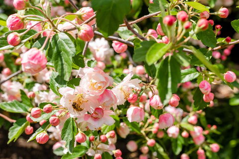 Apple Blossom Cottages - Palm Beach Accommodation 3