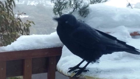 Aneeki Ski Lodge - Palm Beach Accommodation 1