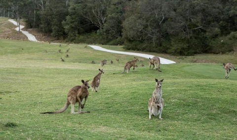 Anglesea River Apartment 23 - Palm Beach Accommodation 4