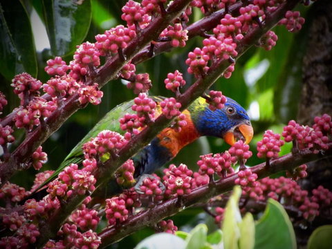 Daintree Manor B&B - Palm Beach Accommodation 4