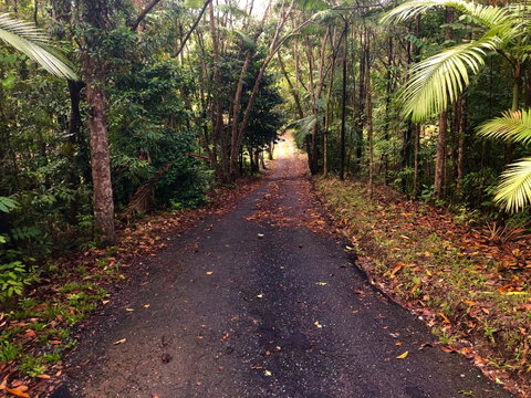 Daintree Manor B&B - Palm Beach Accommodation 12