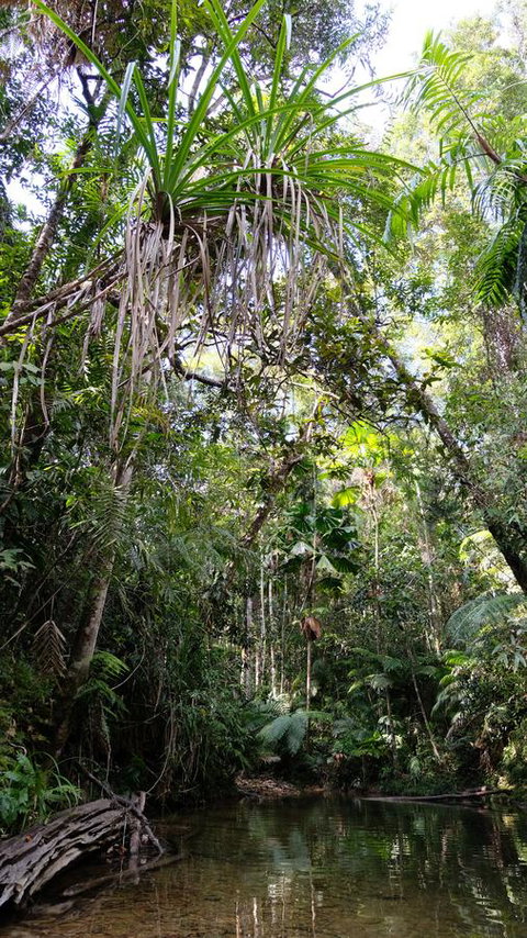 Daintree Manor B&B - Palm Beach Accommodation 7