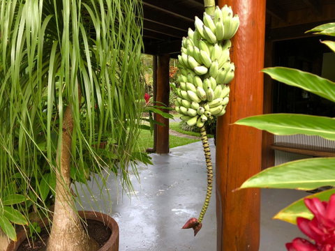 Daintree Manor B&B - Palm Beach Accommodation 10