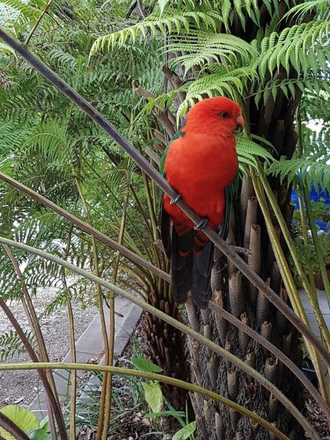 Eildon Parkview Motor Inn Room 8 - Palm Beach Accommodation 4